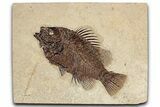Detailed Fossil Fish (Cockerellites) - Wyoming #349277-1